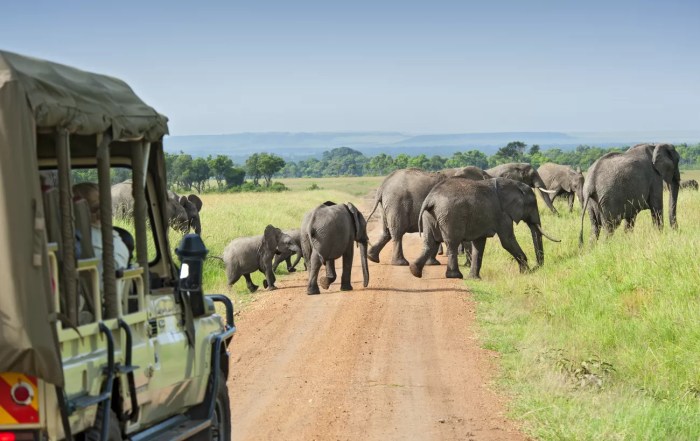 Best safari adventure destinations 2025
