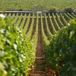 Wine and vineyard holiday packages